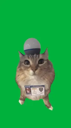 Funny cat 