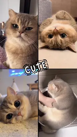 So Cute | Cats