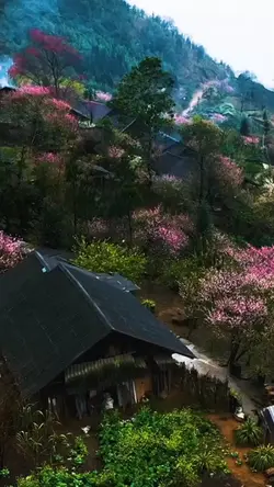 saib teb chaw buồn