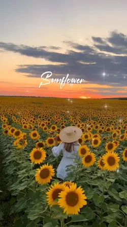 SUNFLOWER 