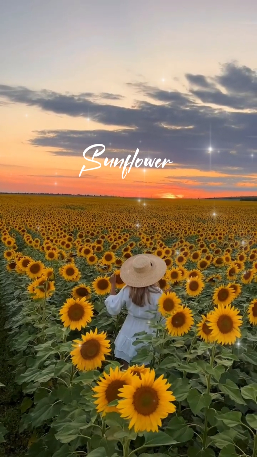 SONNENBLUME 