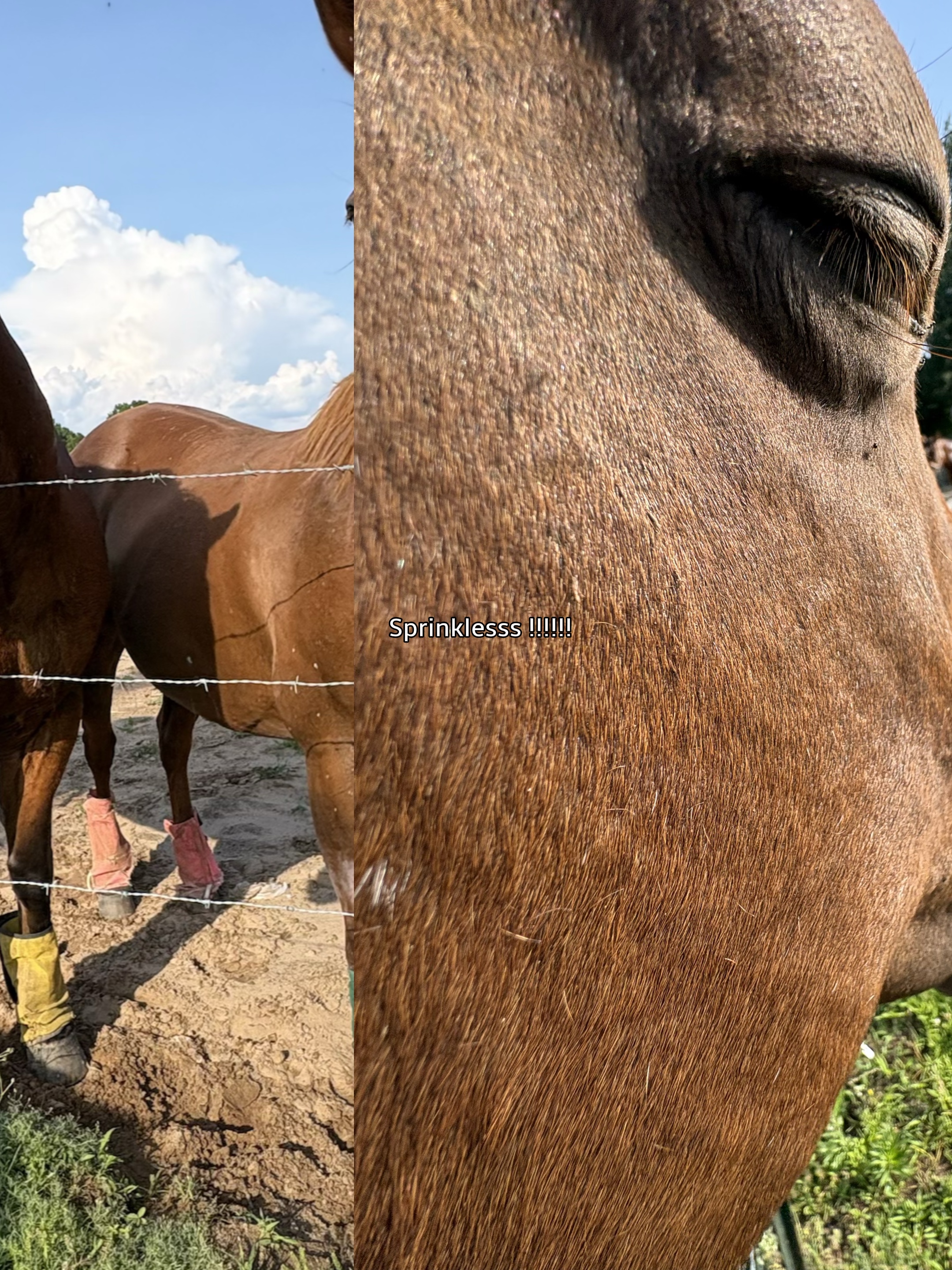 ⚠️CABALLO DE IA⚠️
