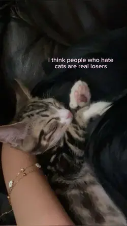il cats