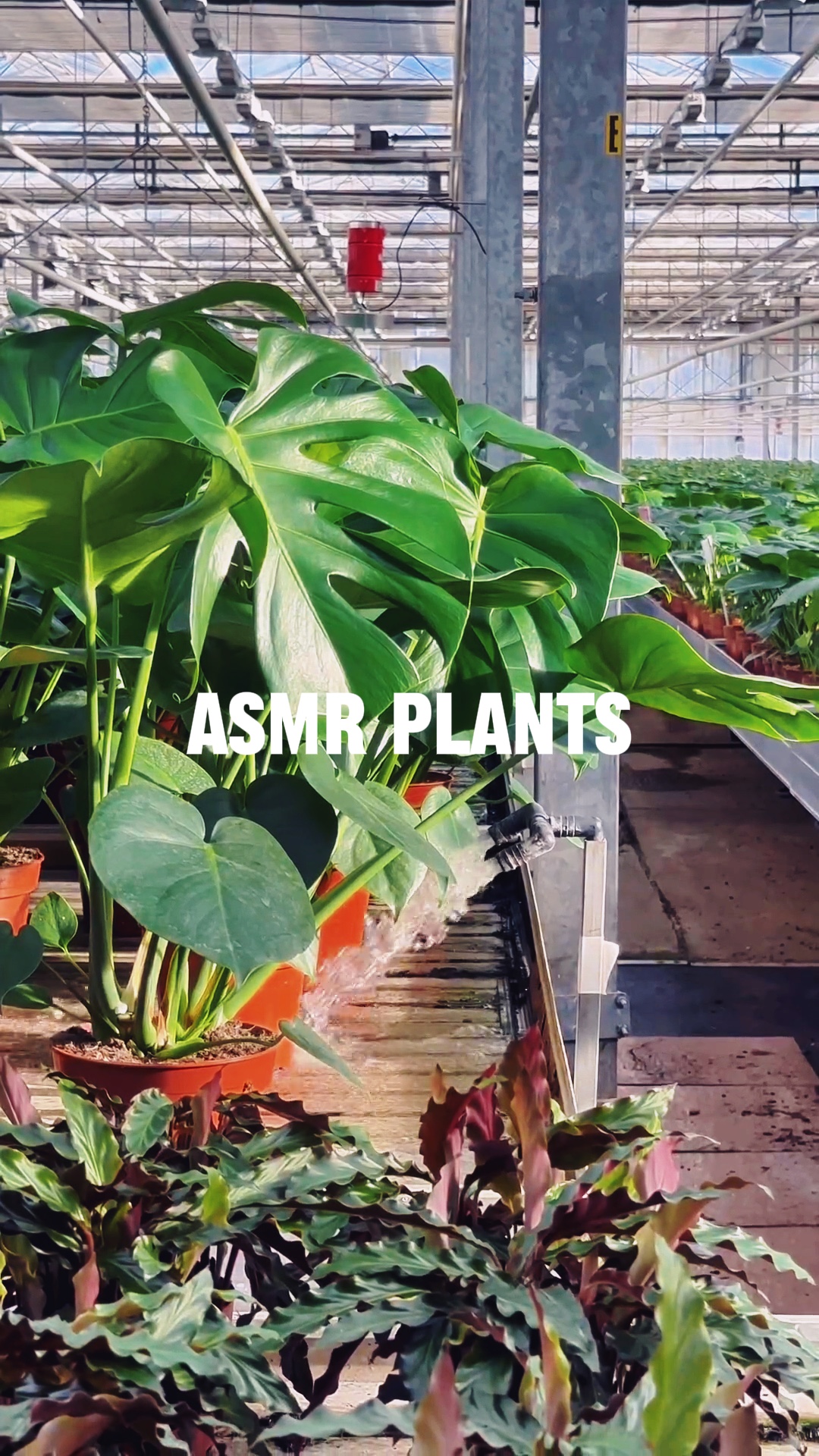 PLANTAS ASMR