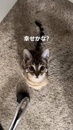 猫の歌
