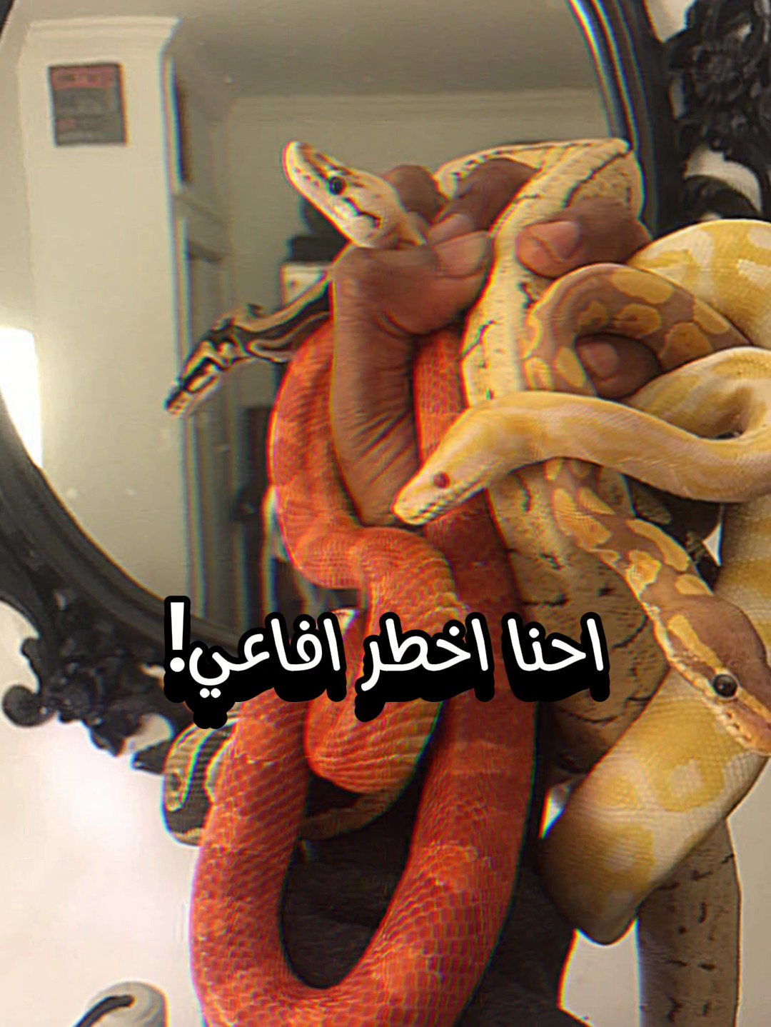 انا هبدت نوع الافاعي