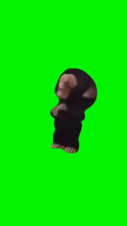 baby chimp