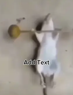 Mouse At The Gym