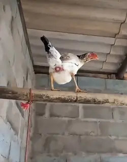 Gallina poniendo