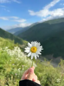 ဒေစီပန်းလေး