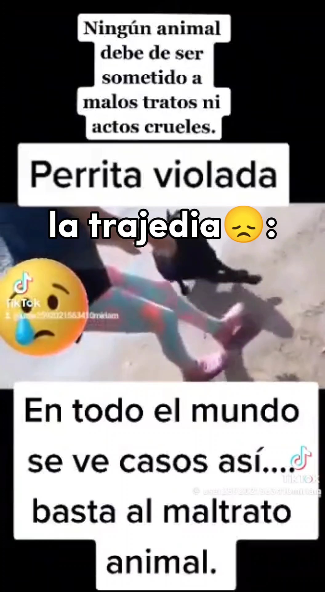 NO AL MALTRATO