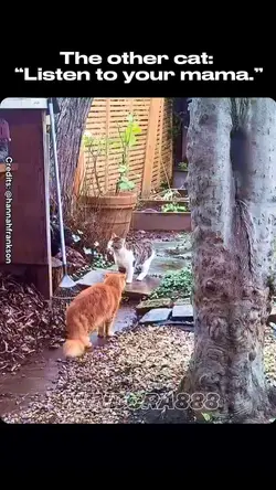 Dominance Display 