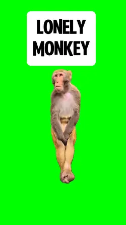 LONELY MONKEY