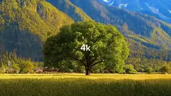 TREND 4K