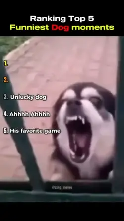 funniest dog moments
