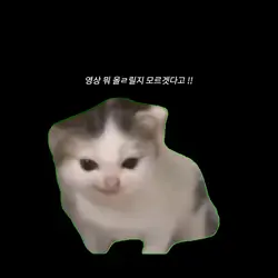 고양이 ,,
