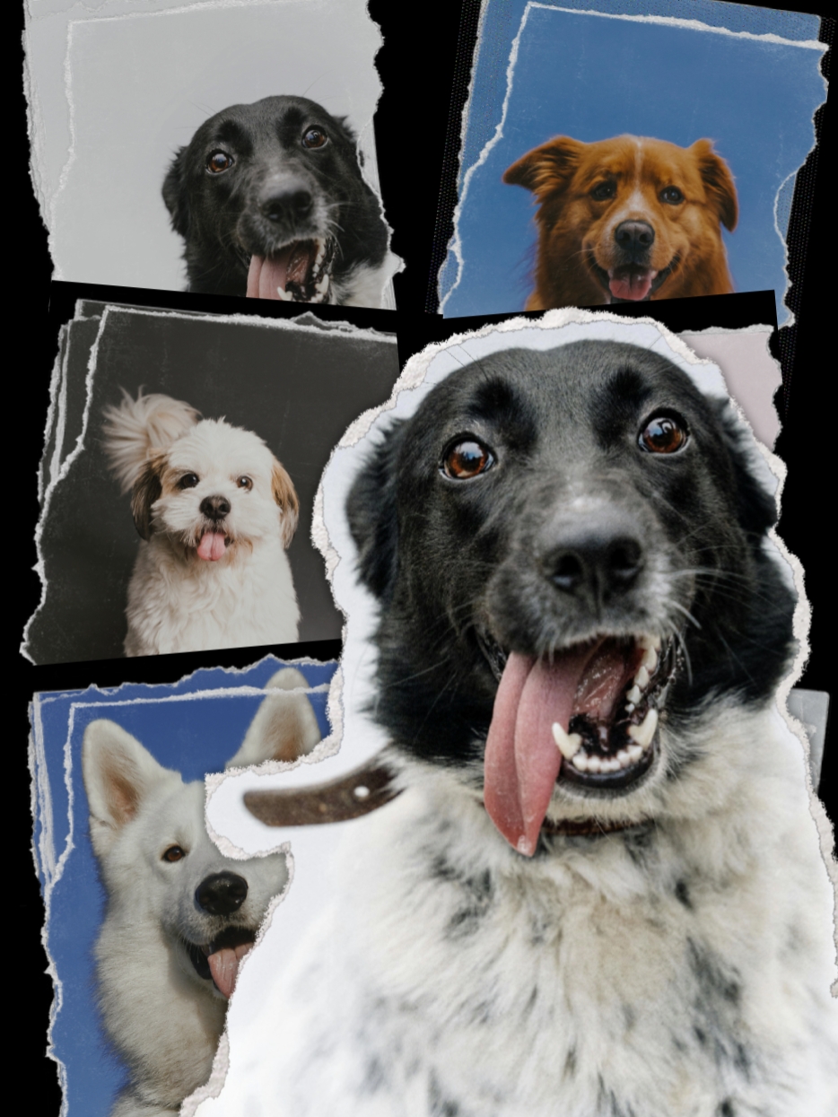 Perro | collage
