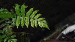 Mẫu chill ngang 4 vd