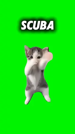 Scuba Cat