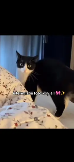 istenmistii 