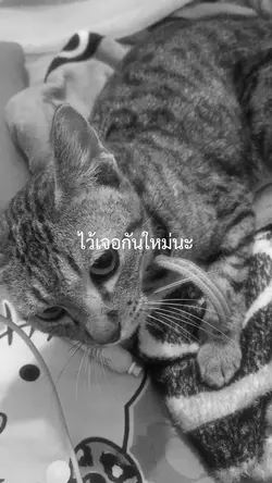 ไว้เจอกันใหม่นะ🐱