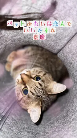 ペットみたいな恋人でいいですか
虎鷹