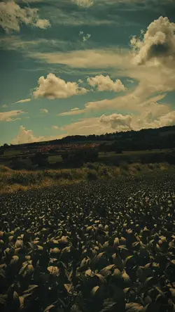 Campo