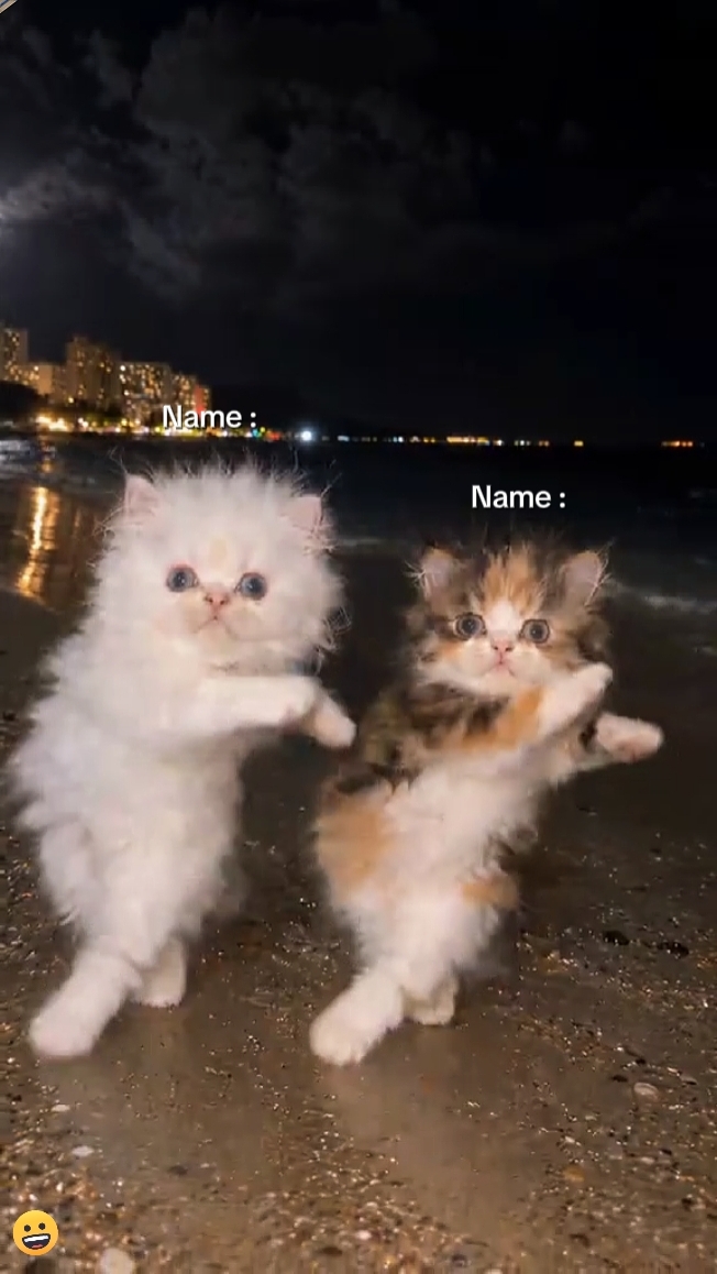 Tendência De Gatos Fofos 