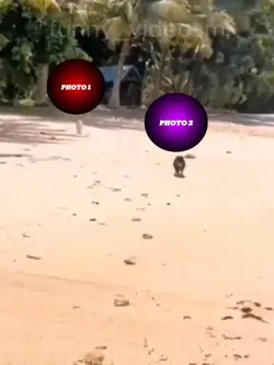 GOAT FUNNY EDIT