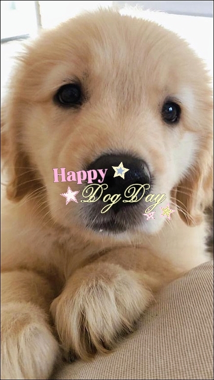 FELIZ DÍA DEL PERRO
