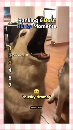 Husky Moments 