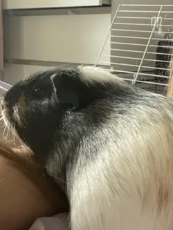Sully the Guinea pig