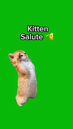 Kitten Salute 🫡
