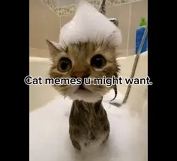 Cats