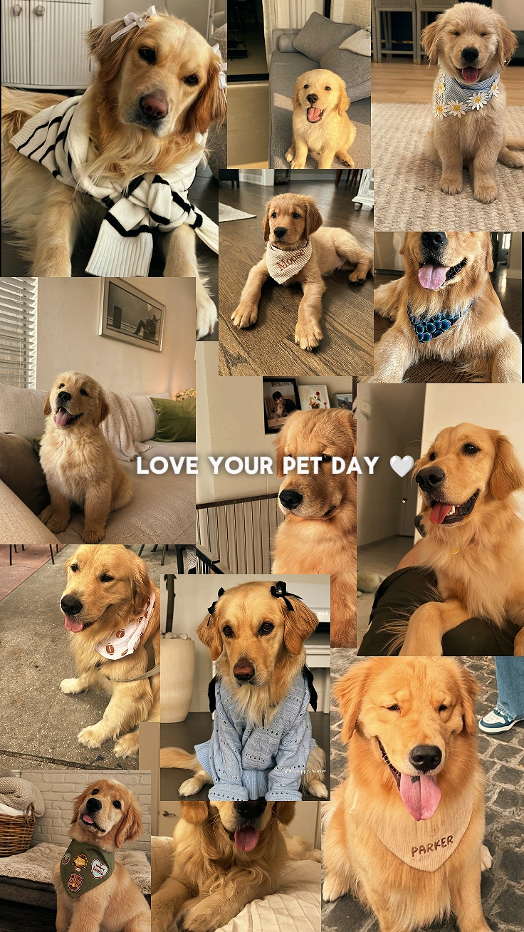 Love Pet