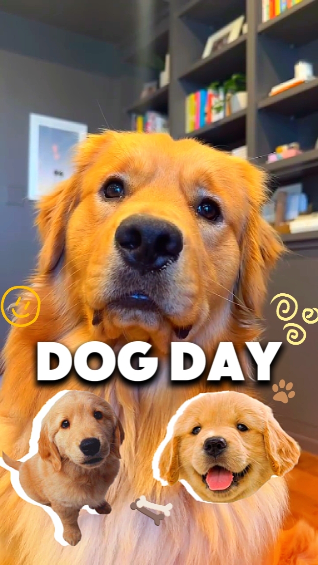 Dia do cão [HD 2K]