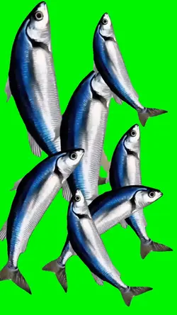 4k SPINNING FISH 