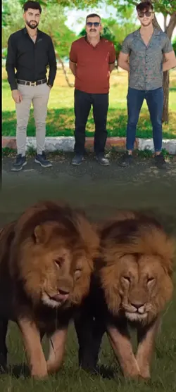 Aslan Şablonu