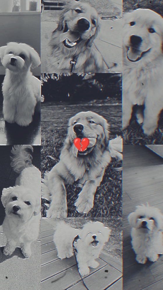 Hund Haustier Rip 