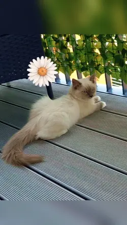Bird watching