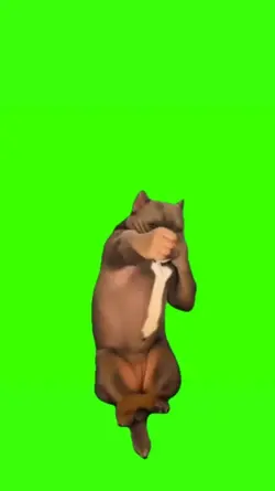 Boxing Bully
