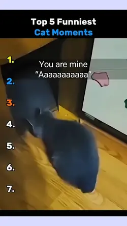 cat moment