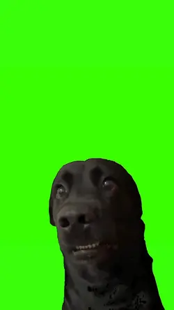 anjing bingung 