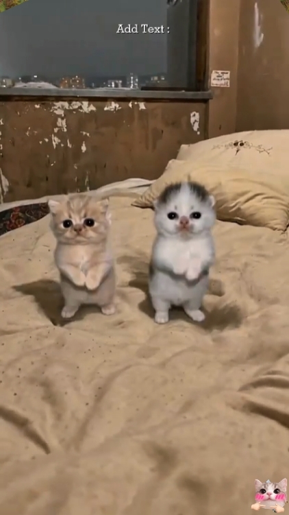 Kucing Lucu