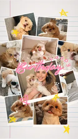 Pet Birthday 🎉 