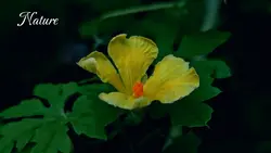Nature