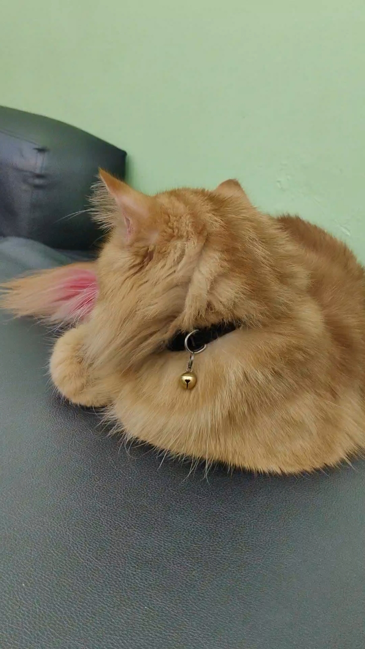 cute cat