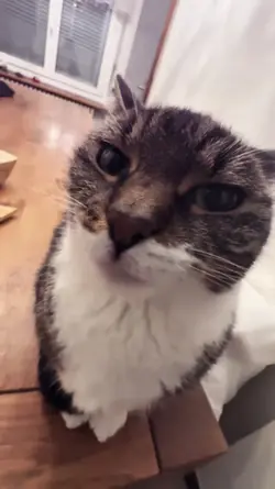 CAT KISS TREND