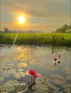 តើផ្កានេះស្អាតទេ..🥰💗 