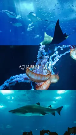 aquarium time